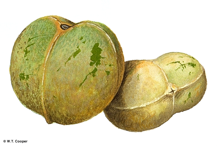 آجیل شمع / کَندِل نات